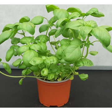 Genovese palánta
