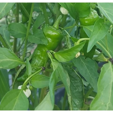 Padron palánta