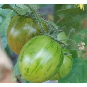 Tigerella palánta