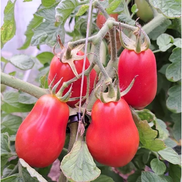 San Marzano palánta