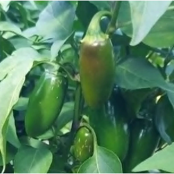 Jalapeno palánta