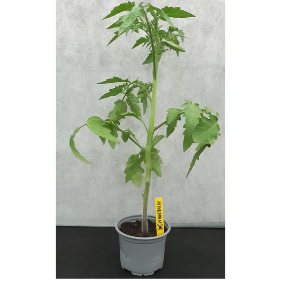 Marmande palánta