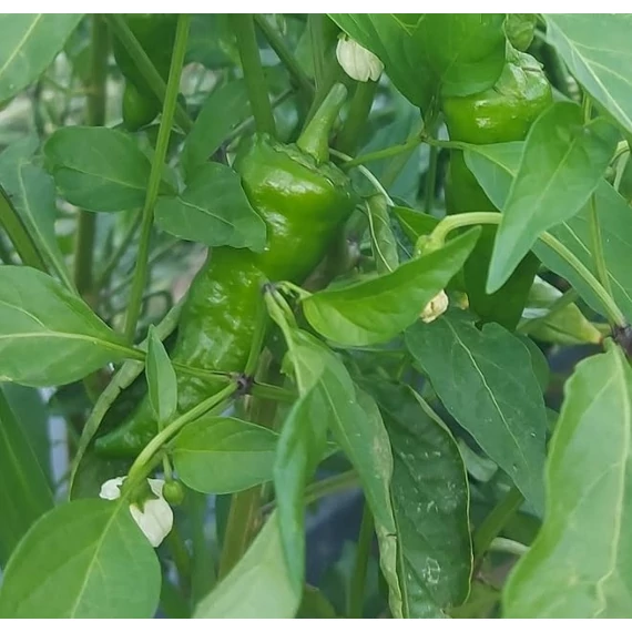 Padron palánta