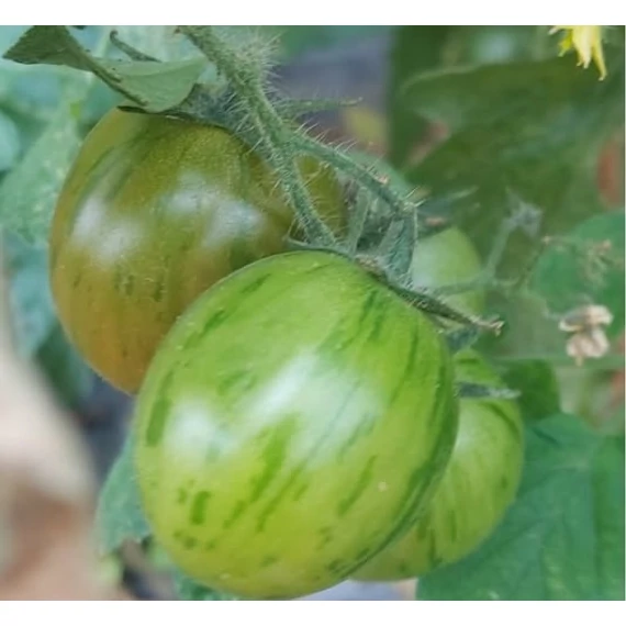 Tigerella palánta