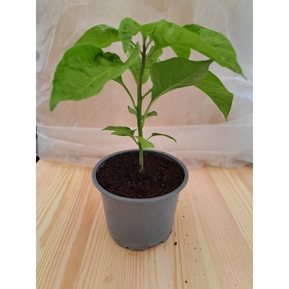 Habanero palánta