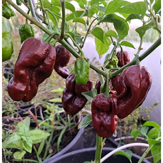Habanero palánta
