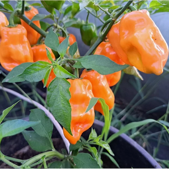 Habanero palánta