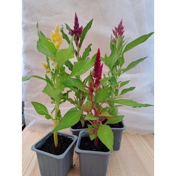 Celosia palánta