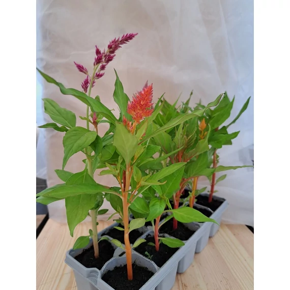 Celosia palánta