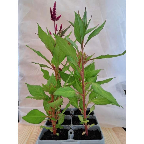 Celosia palánta