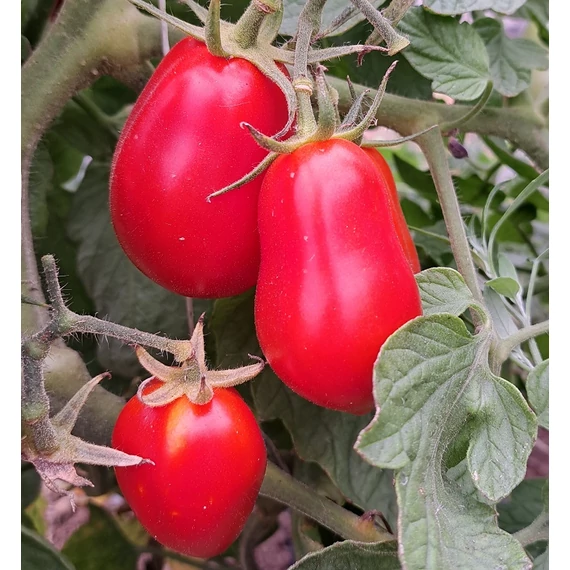 San Marzano 3 palánta