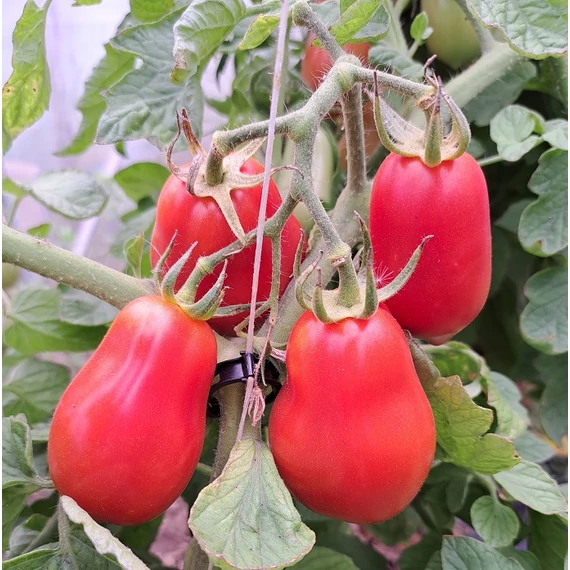 San Marzano palánta
