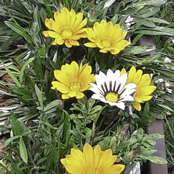 Gazania palánta