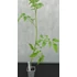 San Marzano palánta