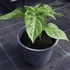 Habanero palánta